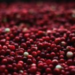 Canneberge (cranberry) - Un Remède Miracle Méconnu - CorpsFiit